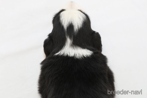 成約済の神奈川県のボーダーコリー-327517の4枚目